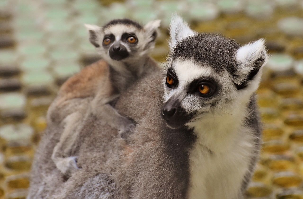 Image - ape lemur cute mama child