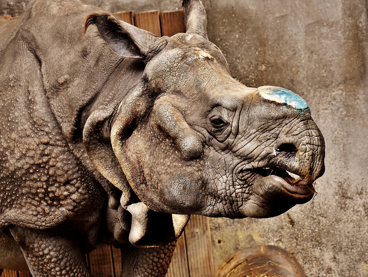 Image - rhino animal animal world pachyderm