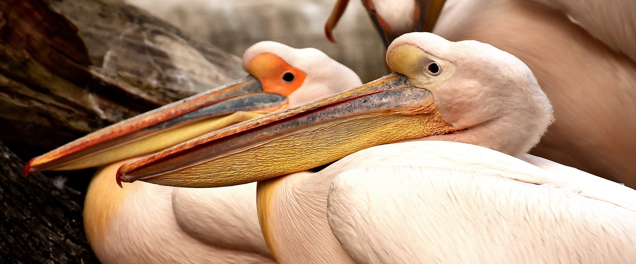 Image - pelicans pair birds waterfowl