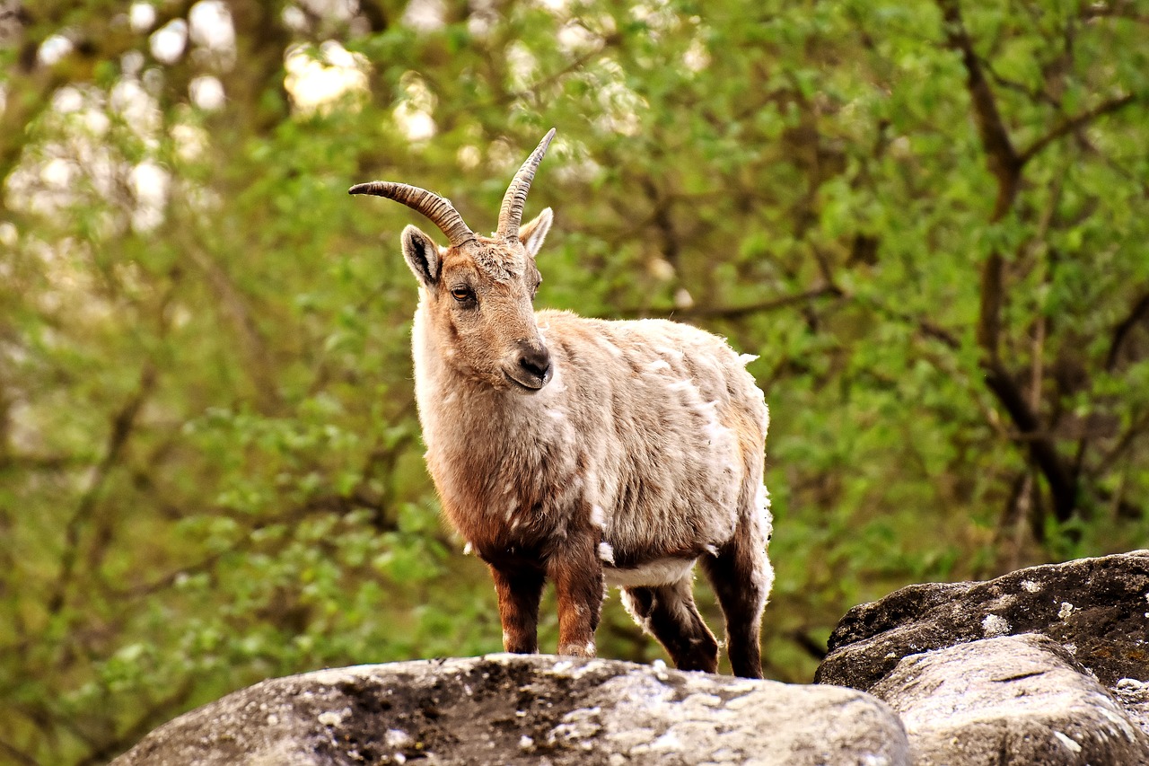 Image - capricorn animal horns wild animal