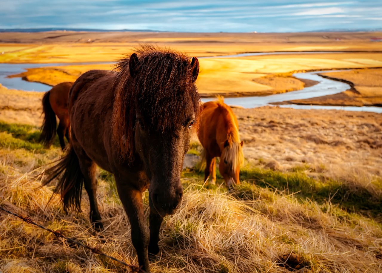 Image - iceland horses herd animals