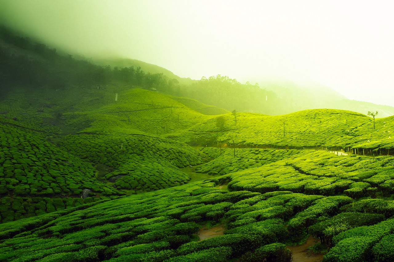 Image - tea plantation landscape scenic