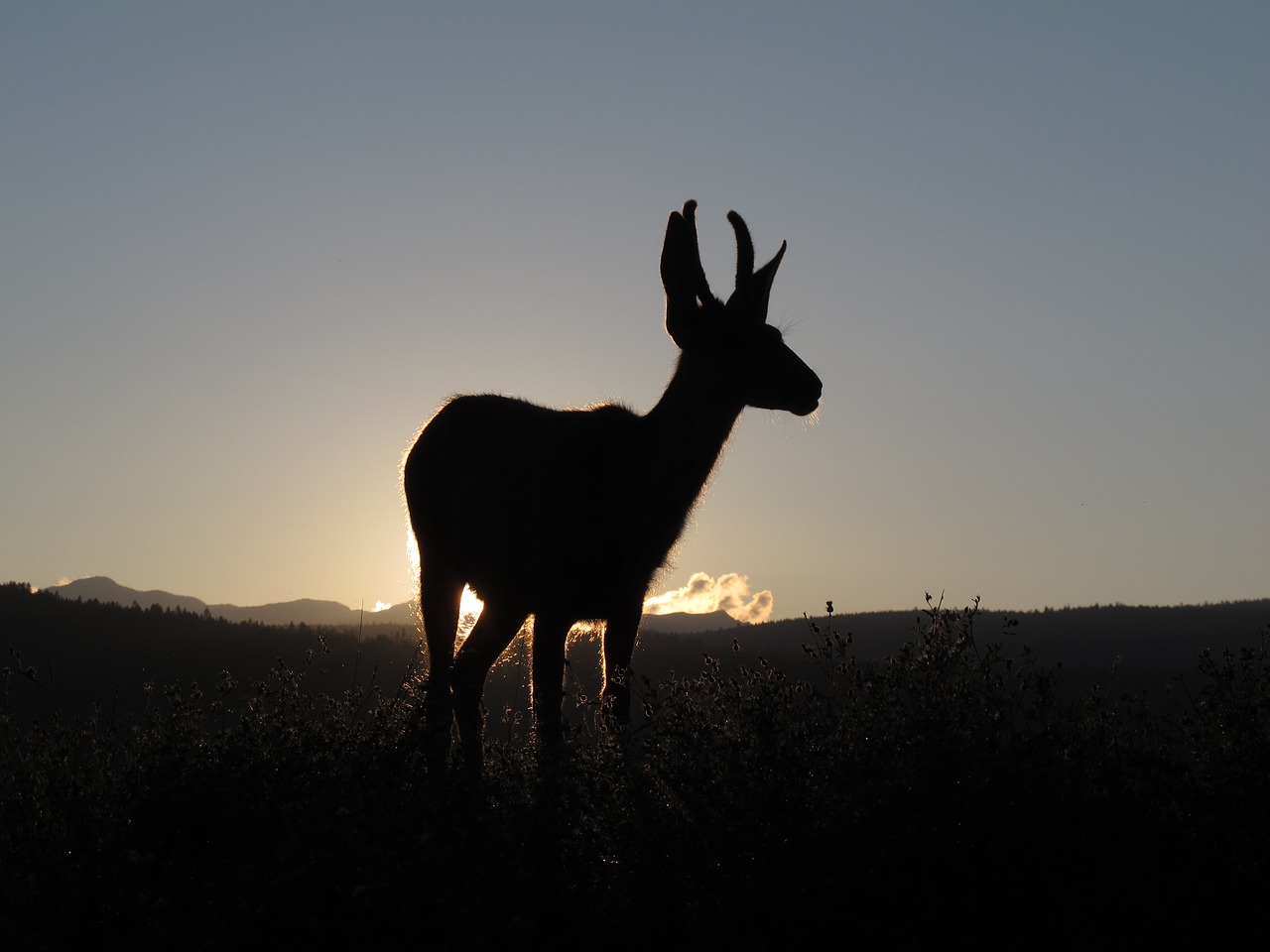 Image - deer sunset animal silhouette