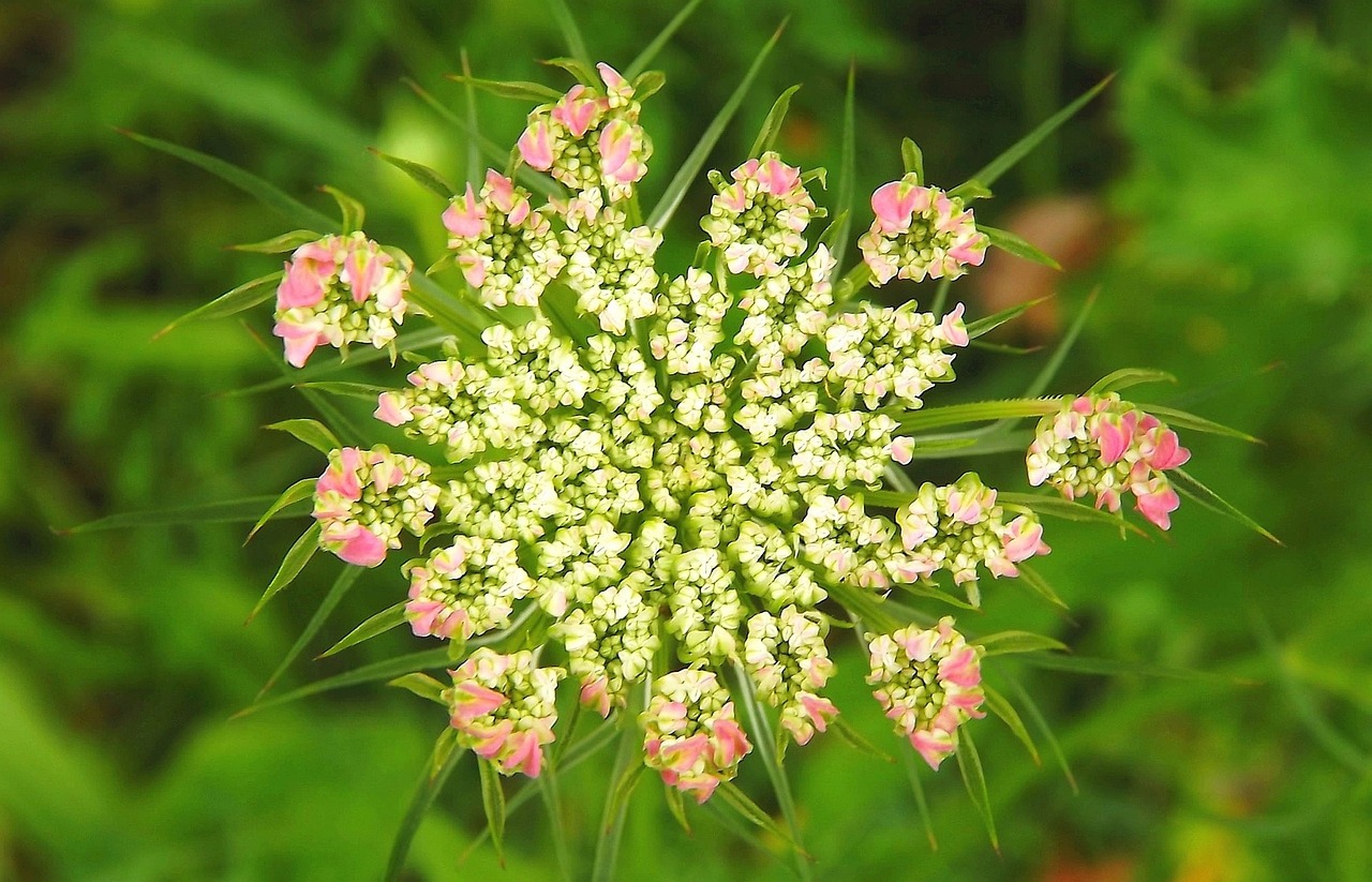 Image - flower minor flowers small flowers