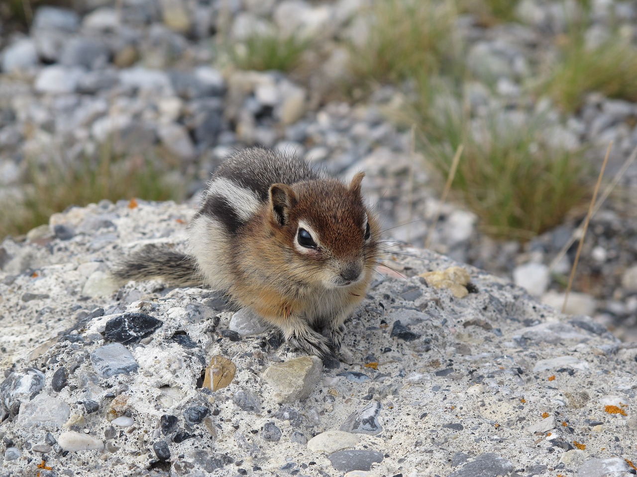 Image - chipmunk animals nature wild