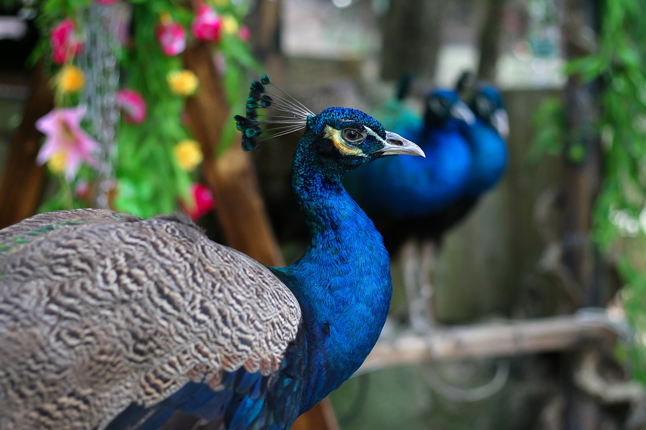 Image - peacock bird flowers bluebird