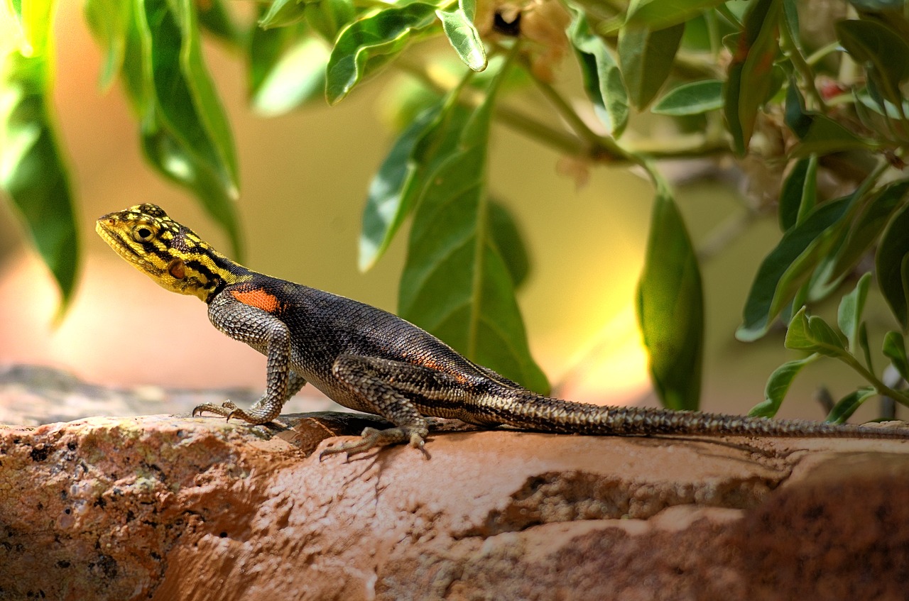 Image - agame lizard shed lizard africa