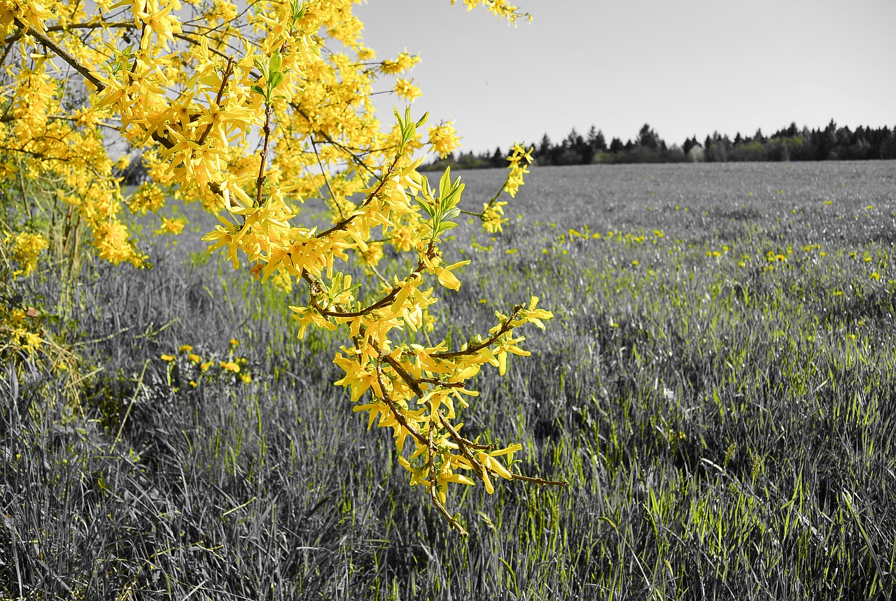 Image - forsythia tree yellow bloom nature