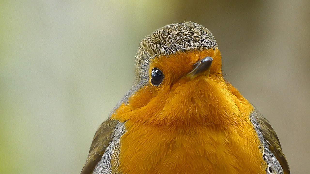 Image - robin birds nature wildlife