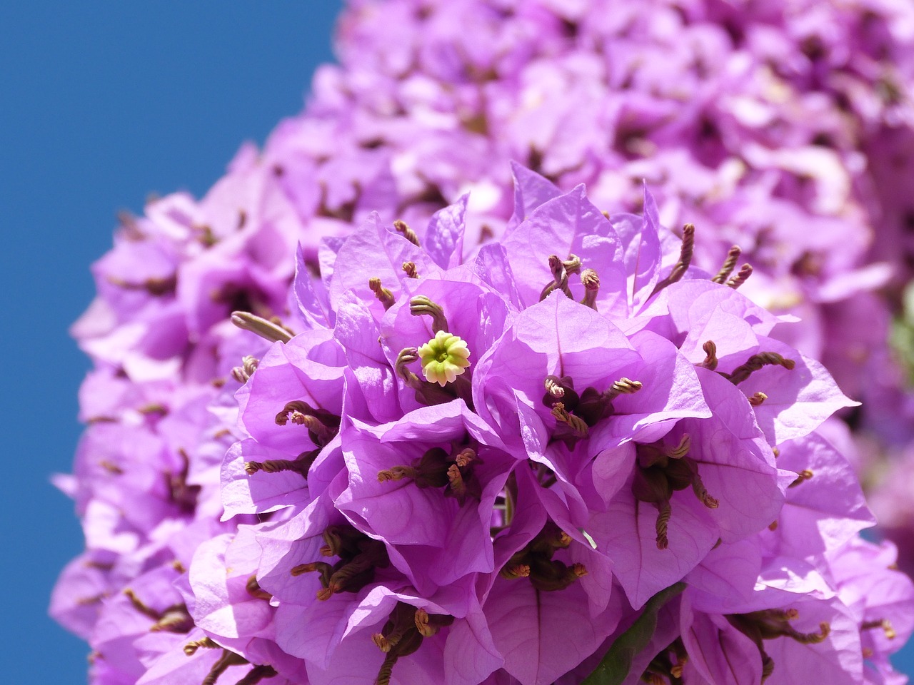 Image - bougainvillea climber flower plant