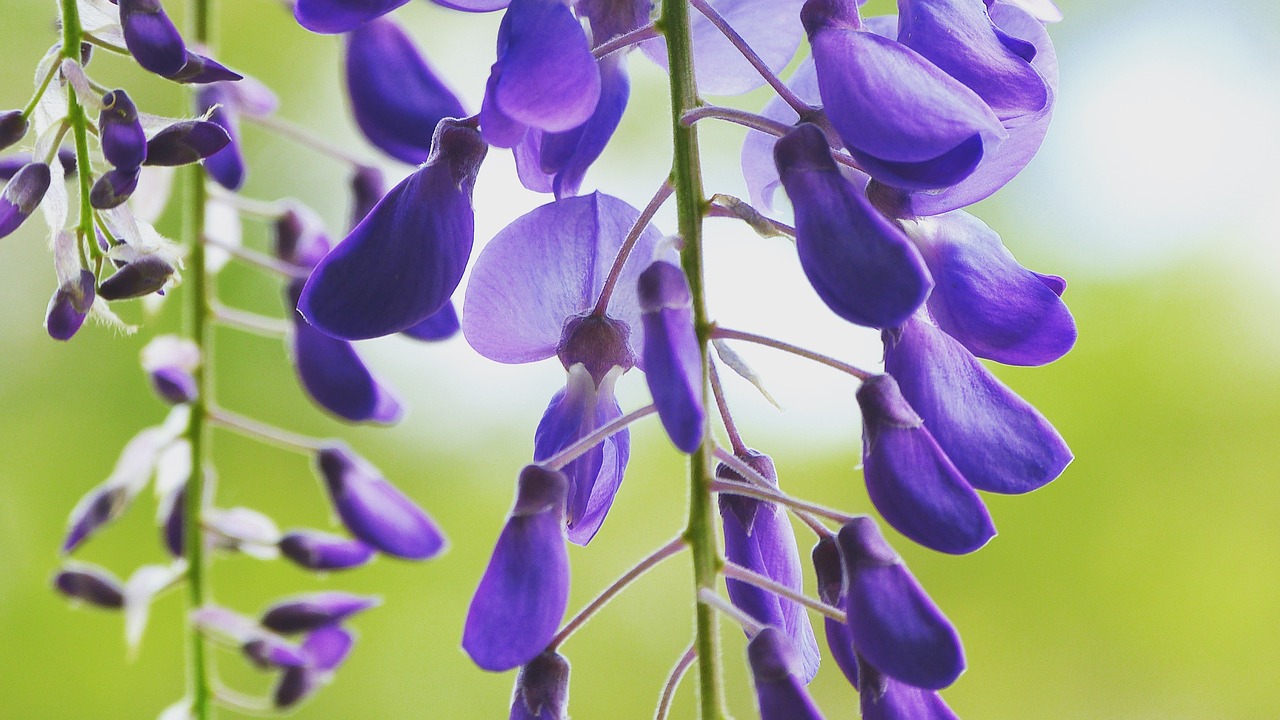 Image - wisteria flower bloom purple