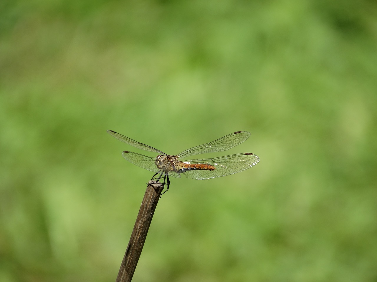 Image - dragonfly stick flight suspended
