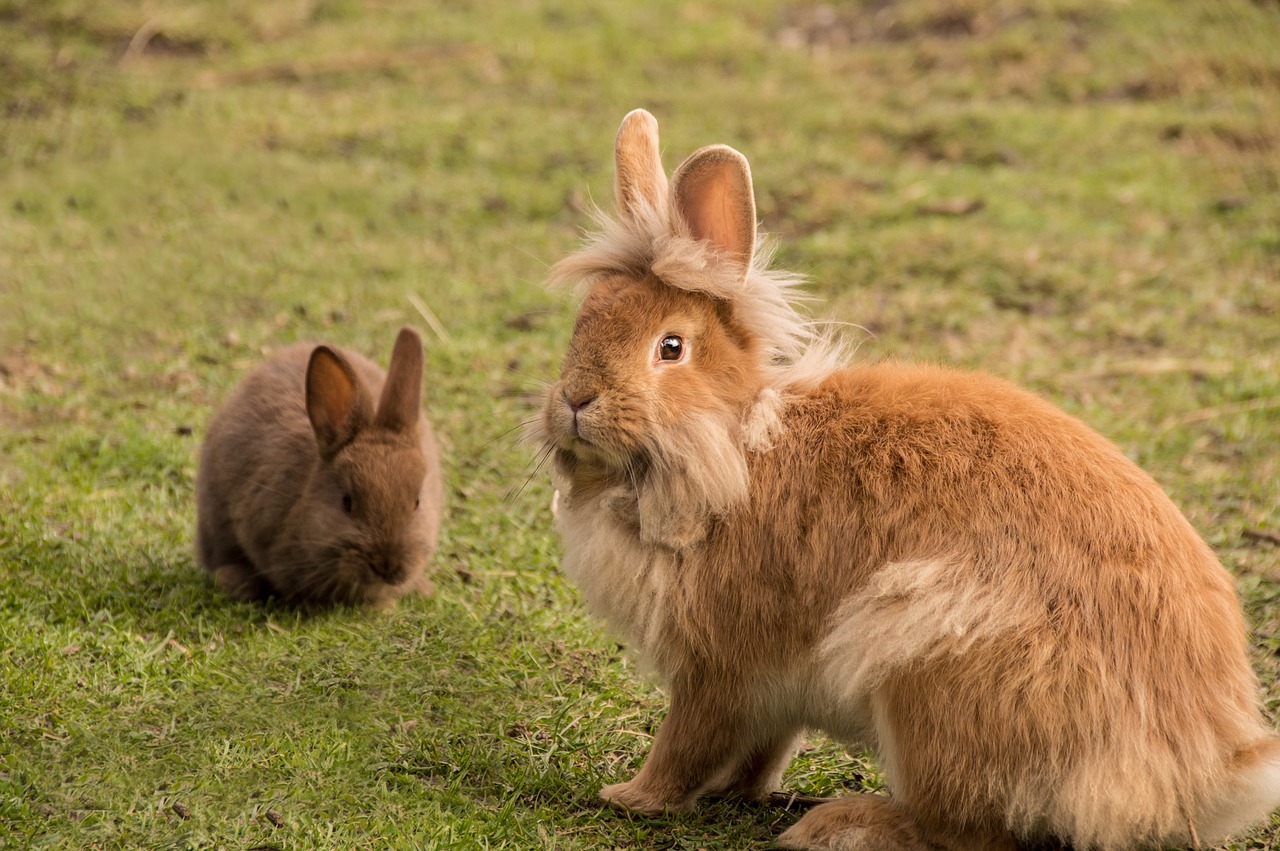 Image - rabbit cute fur bunny dwarf rabbit