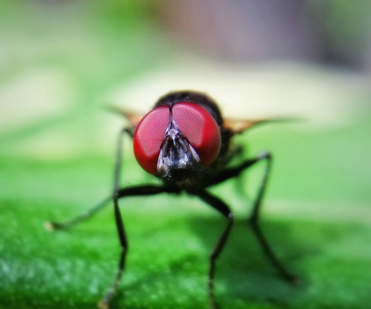 Image - housefly fly animal green macro