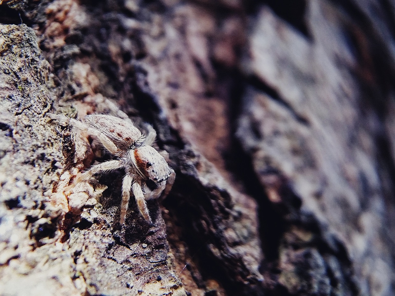 Image - spider animal life insect hairy