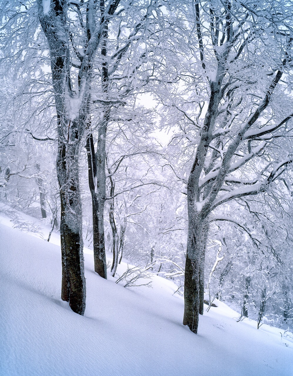 Image - snow beech forest frozen