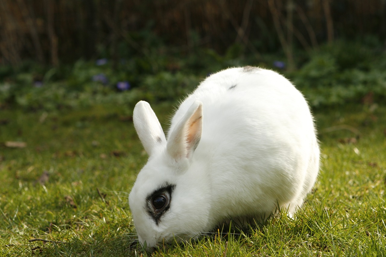 Image - rabbit bunny pet animal cut