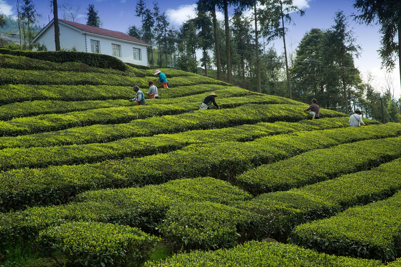 Image - tea garden tea grower yichang