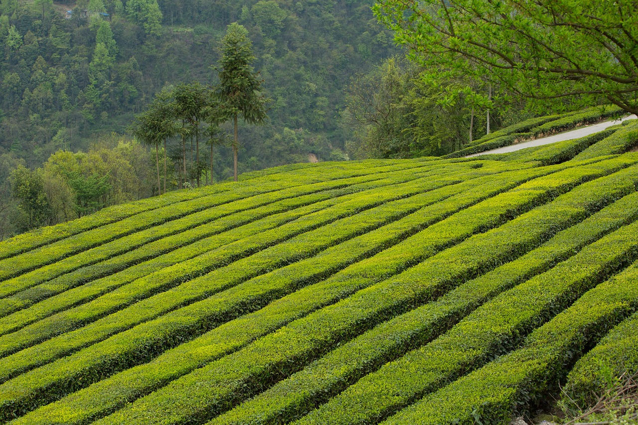 Image - tea garden wufeng green gang ridge