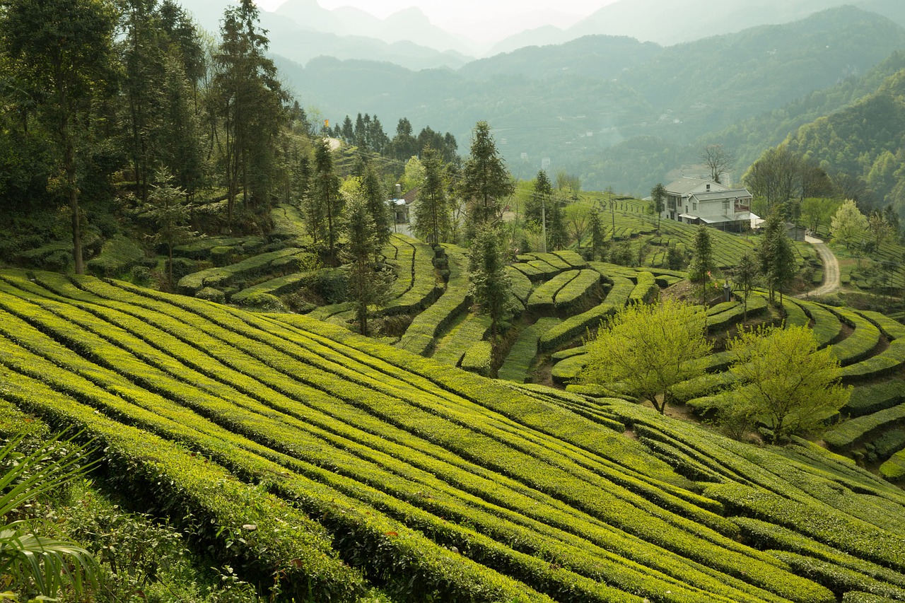 Image - tea garden wufeng green gang ridge