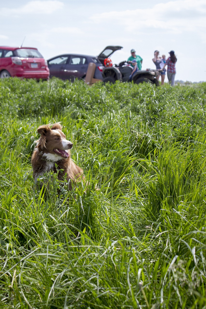 Image - field dog grass canine