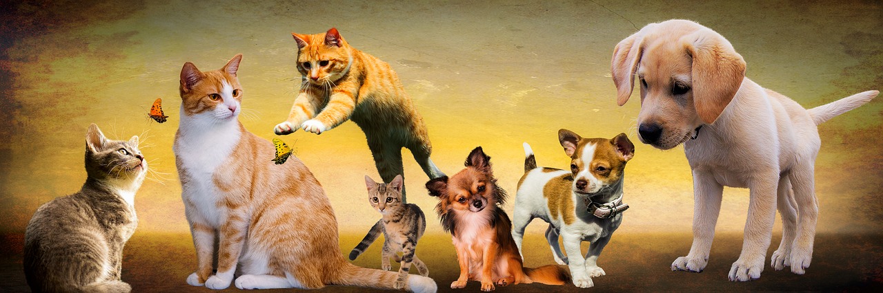 Image - animals dogs cat play