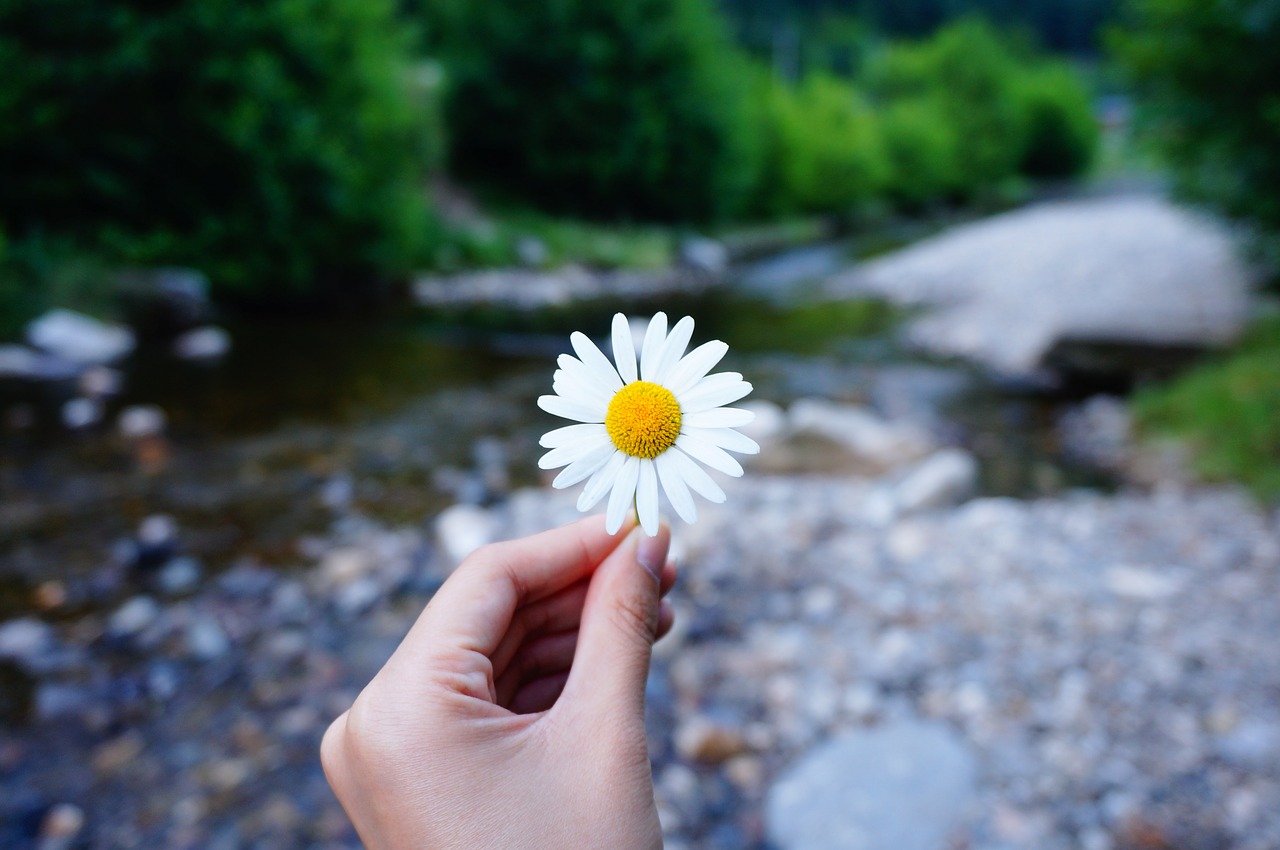 Image - flower hand hold river forest