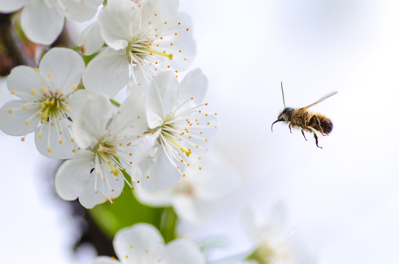 Image - honey bee nature macro insect