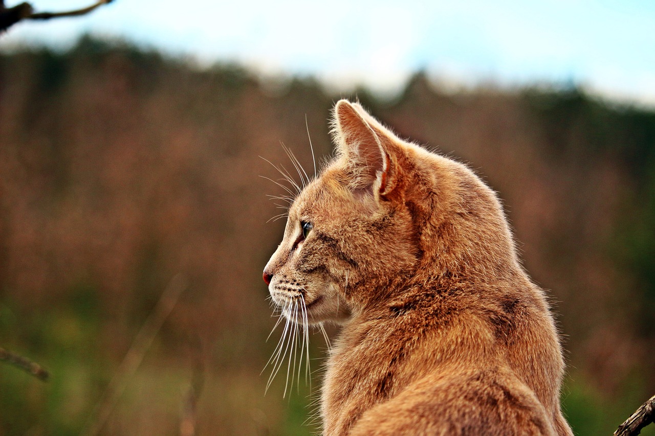 Image - cat mieze tiger cat breed cat