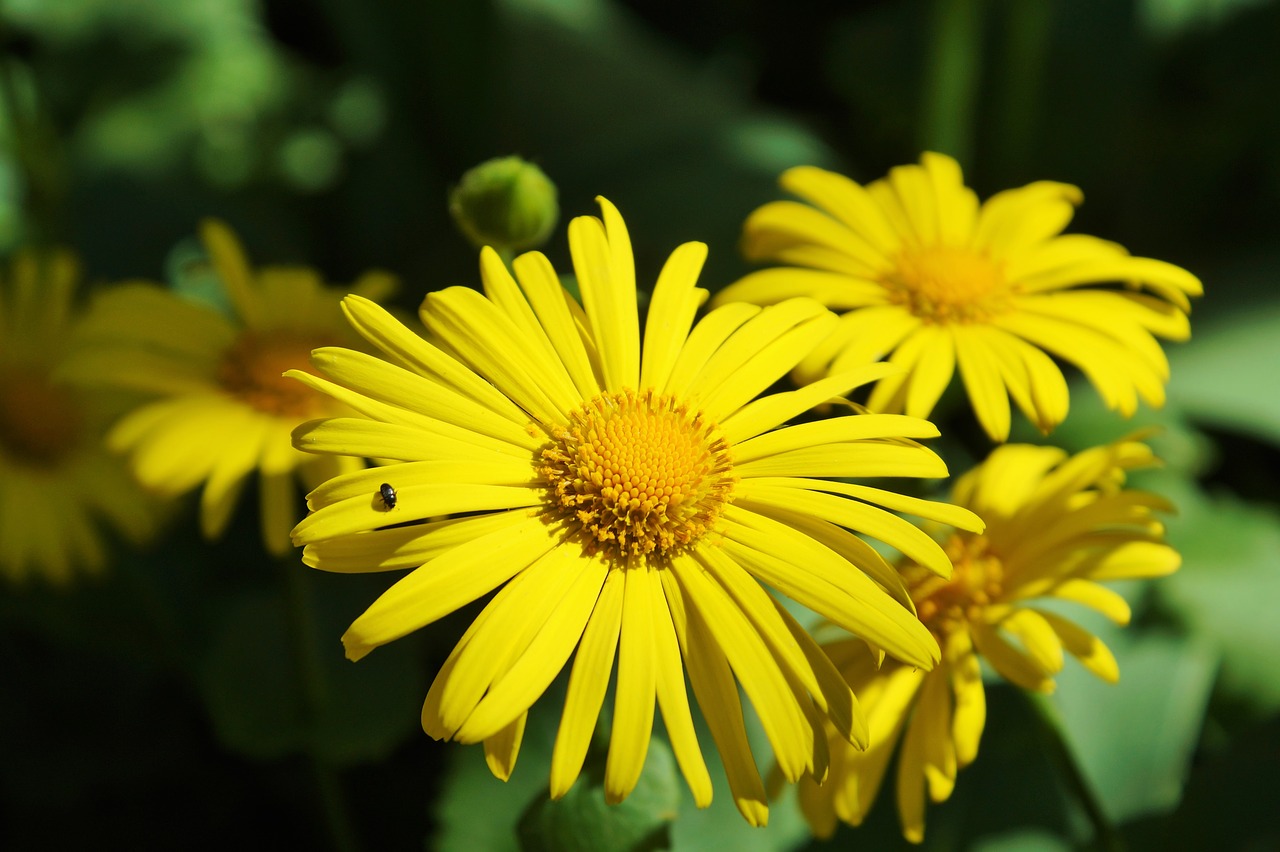 Image - flower balkan gemswurz