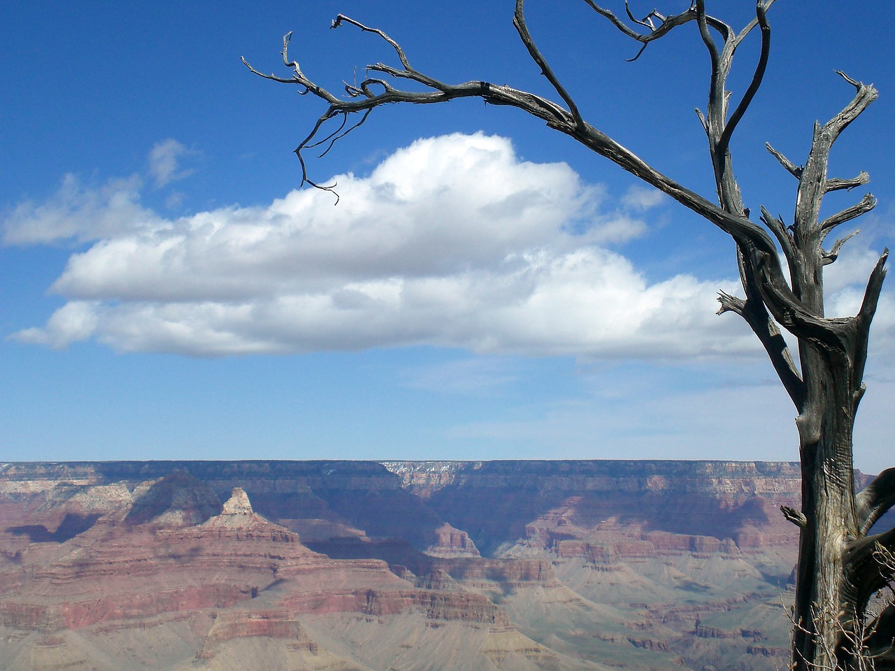 Image - grand canyon tree desert arizona