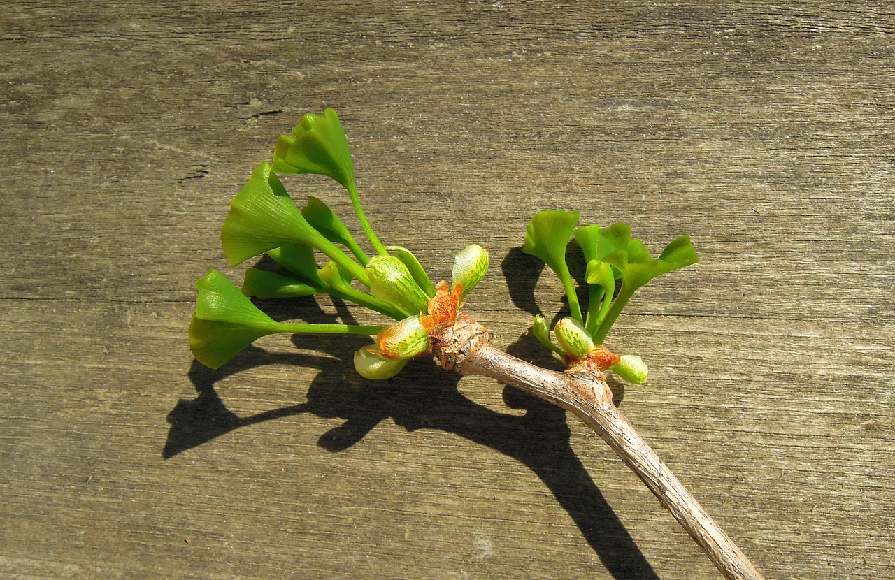 Image - fern pine ginkgo biloba young leaf