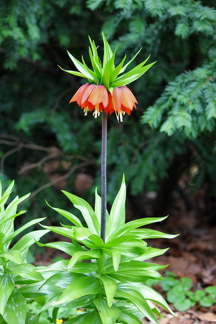 Image - imperial crown flower blossom bloom