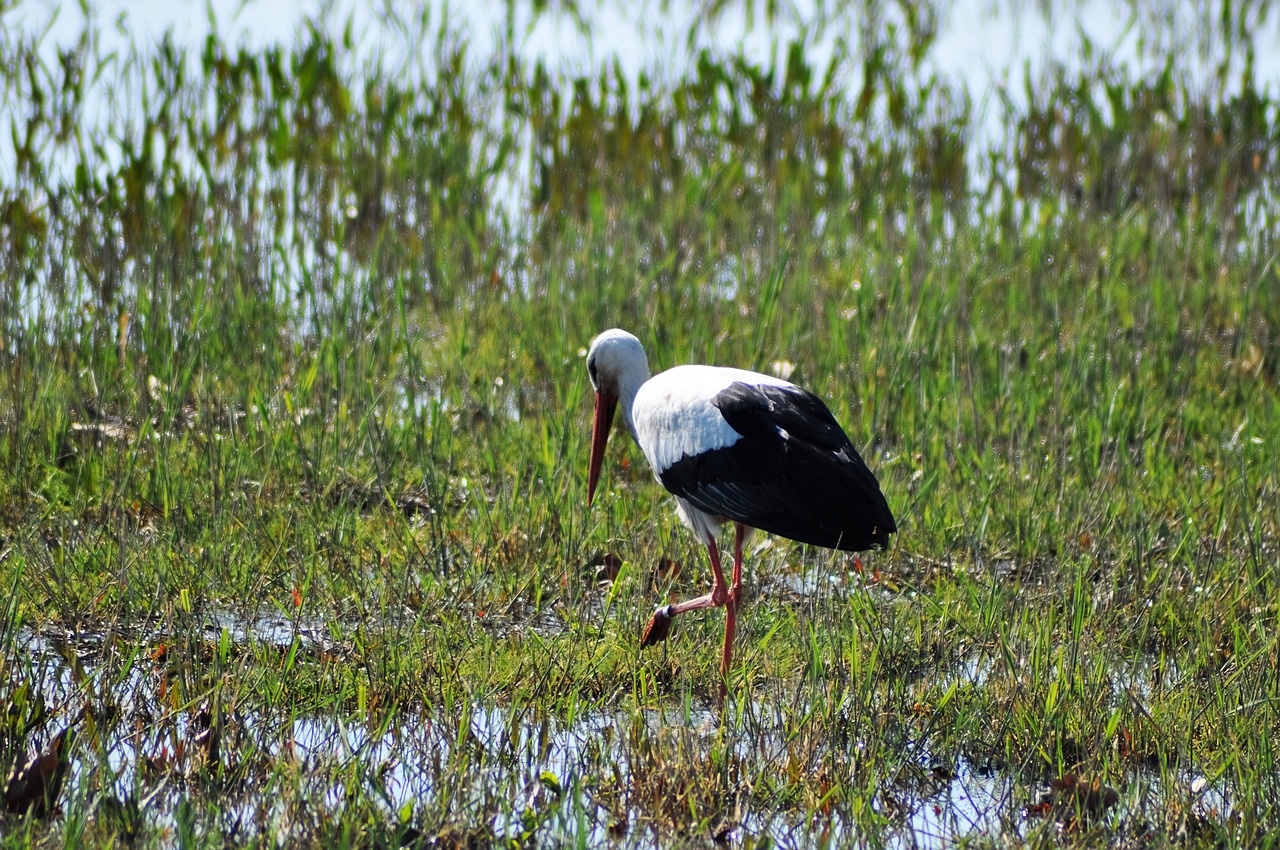 Image - stork bird rattle stork storks