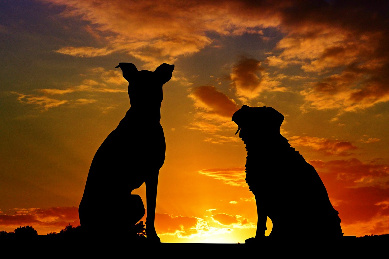 Image - dogs animals sunset friends