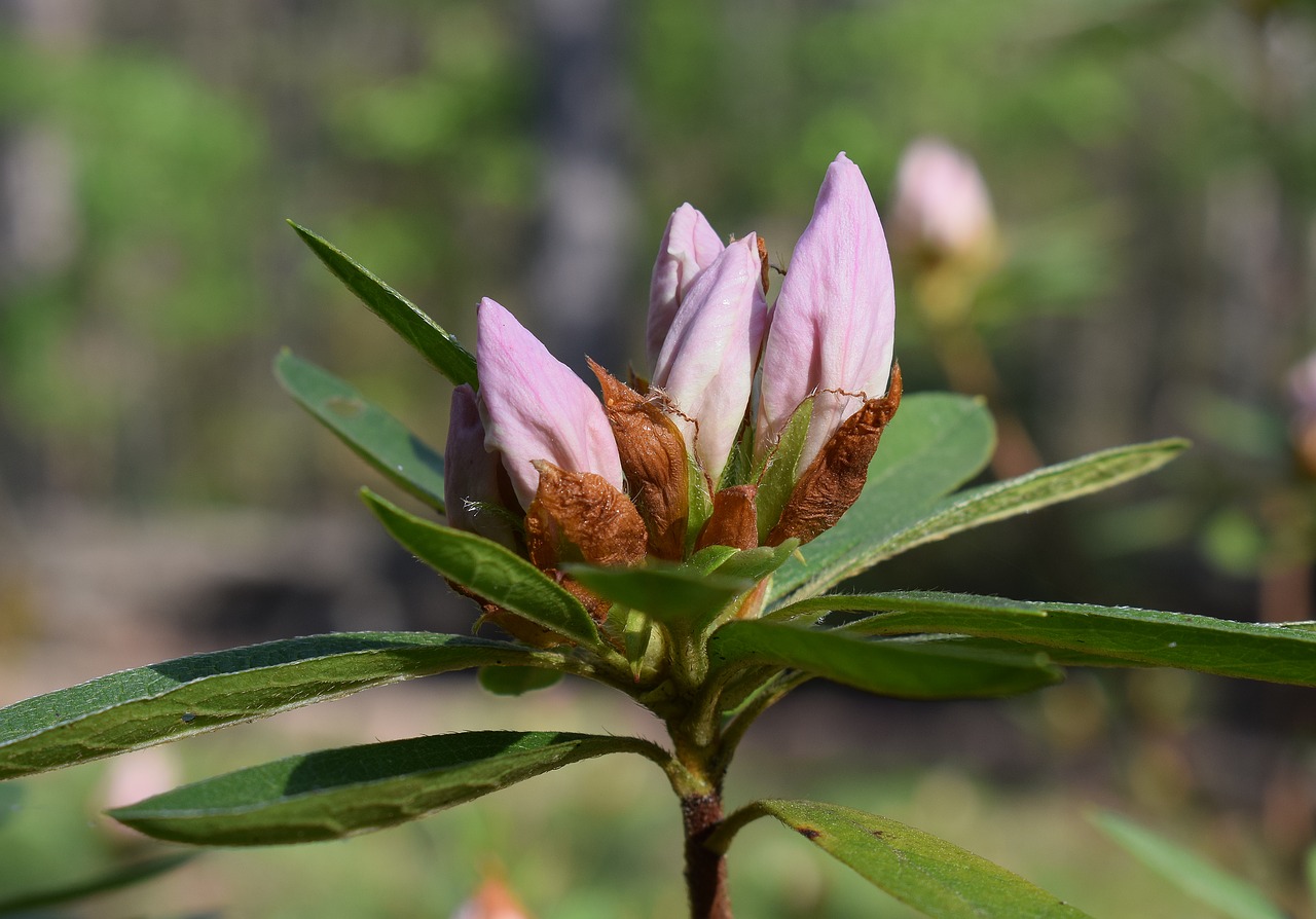 Image - azalea blossom buds azalea shrub