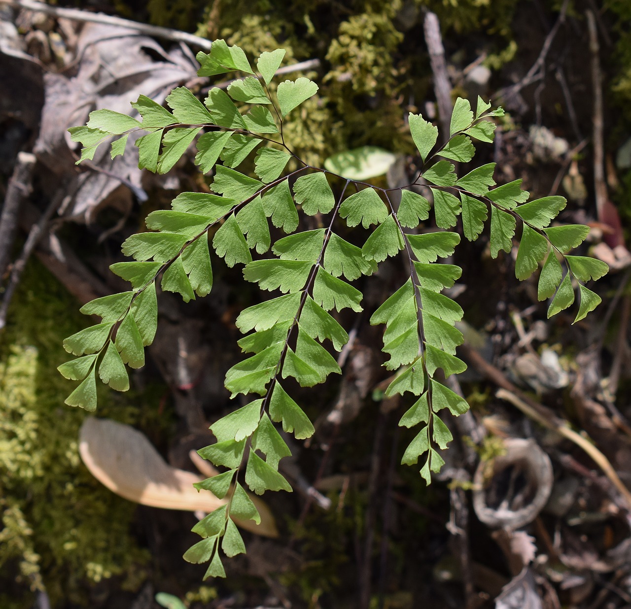 Image - maidenhair fern fern plant woods