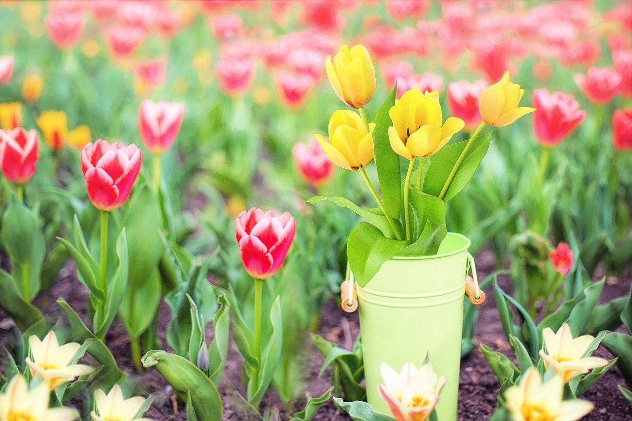 Image - spring flowers yellow tulips