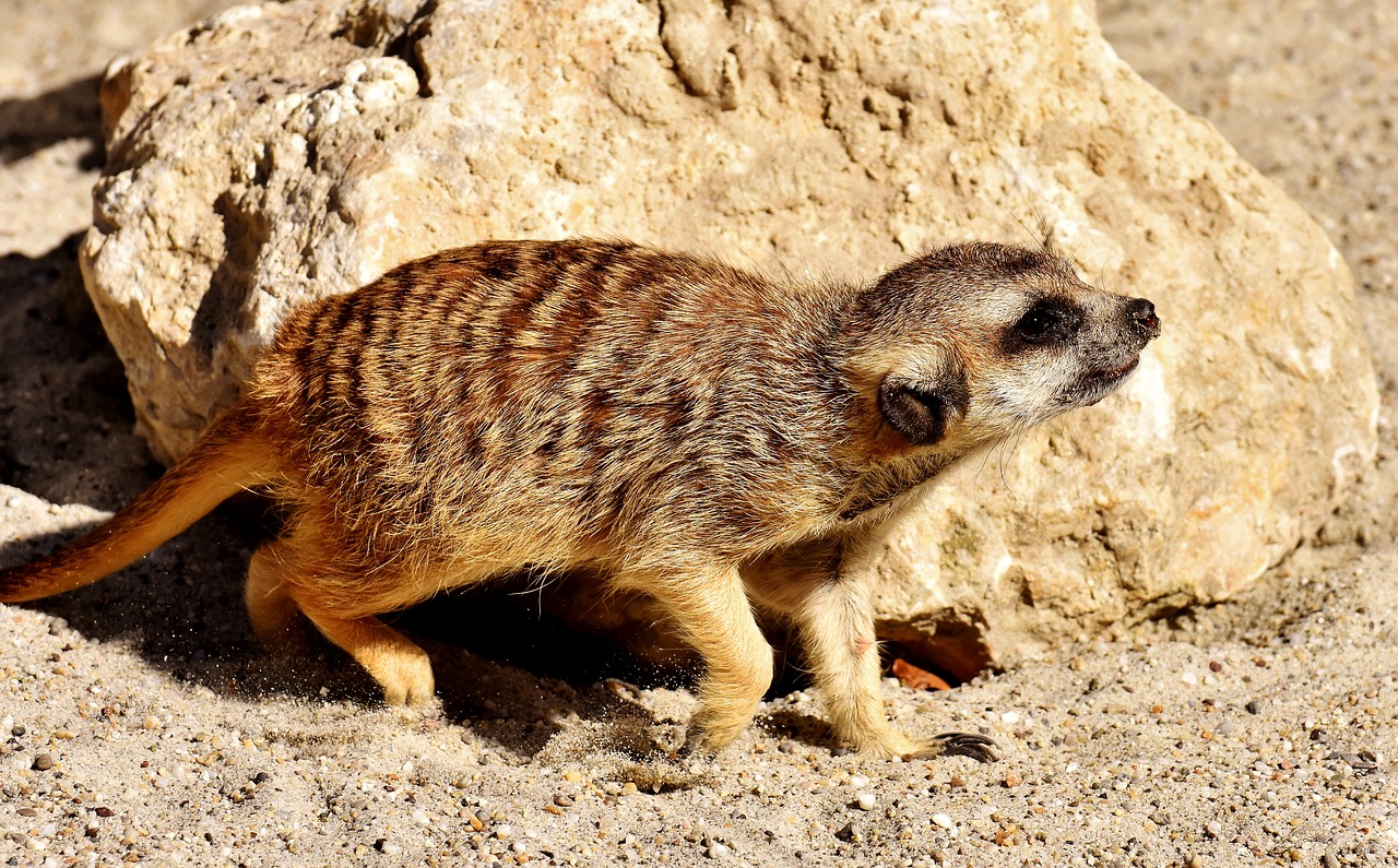 Image - meerkat cute curious animal nature