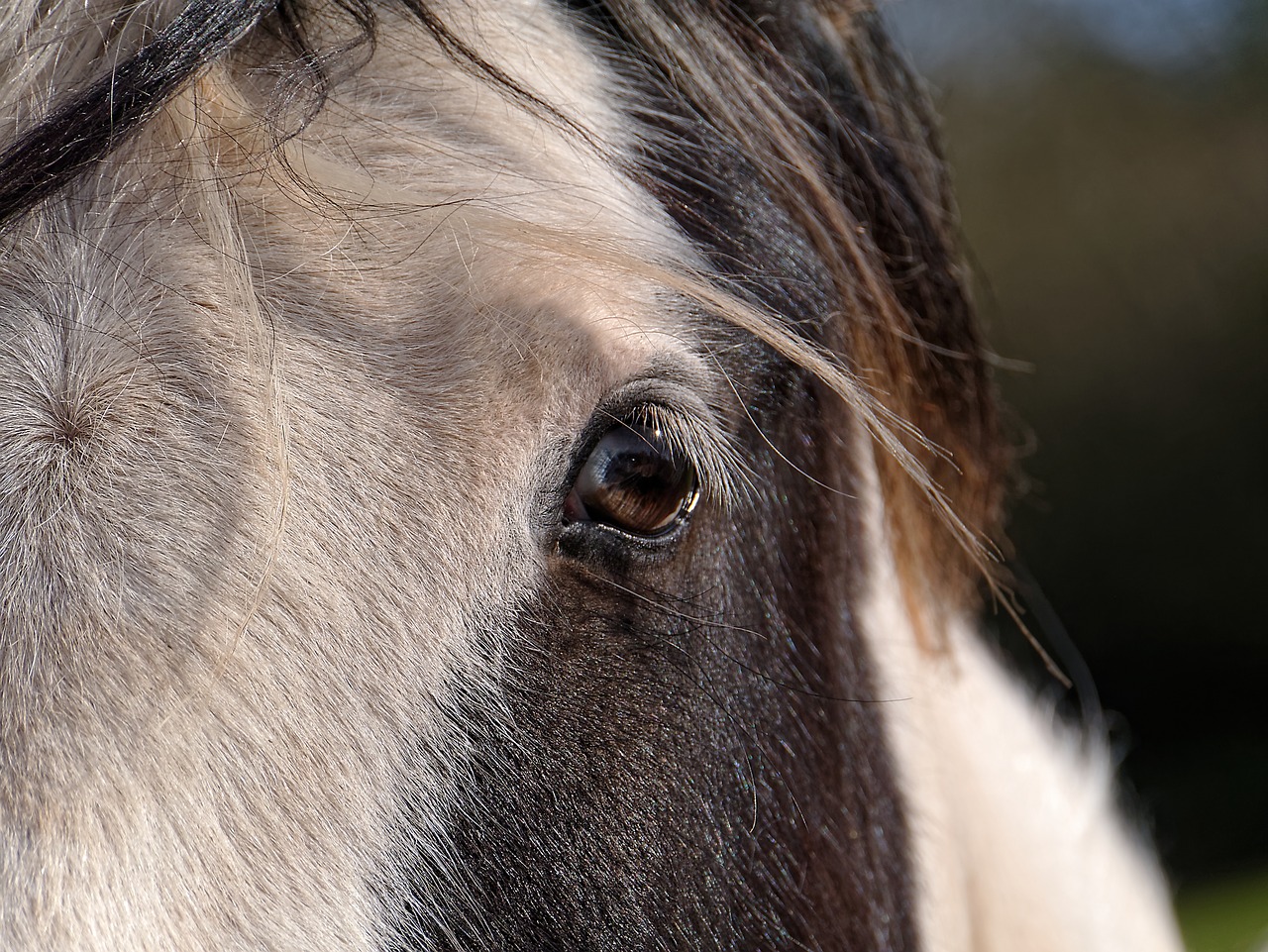 Image - horse eyes hair nature face