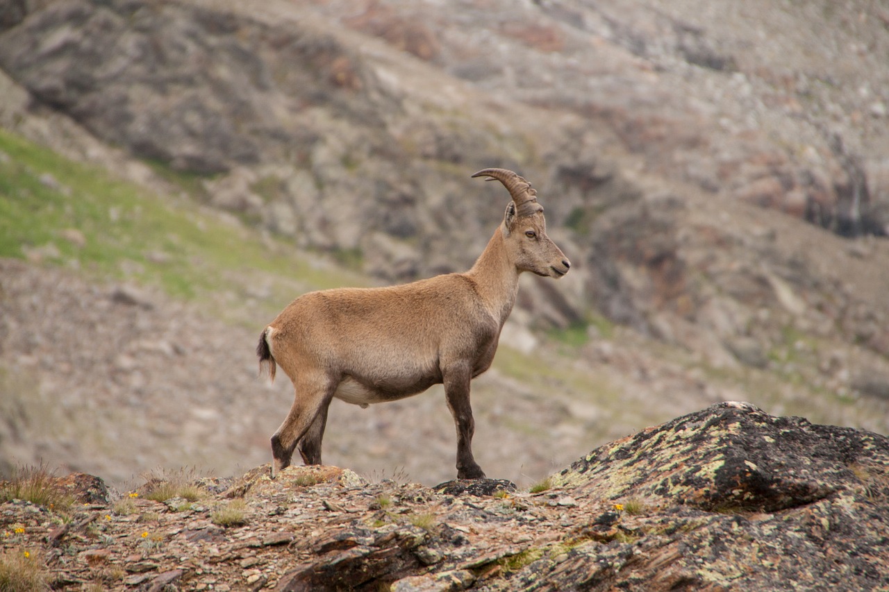 Image - stone geiss alpine wild animal