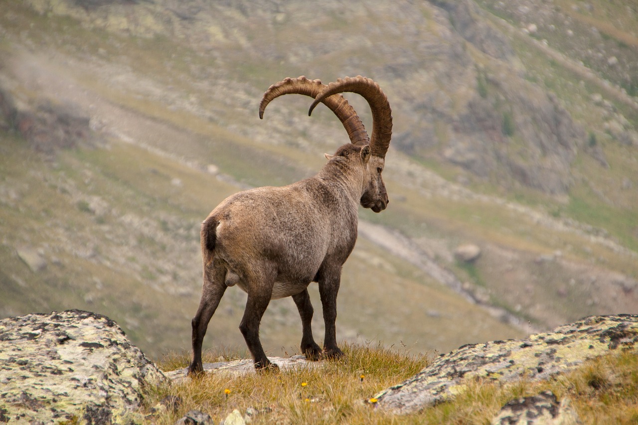 Image - capricorn alpine wild animal