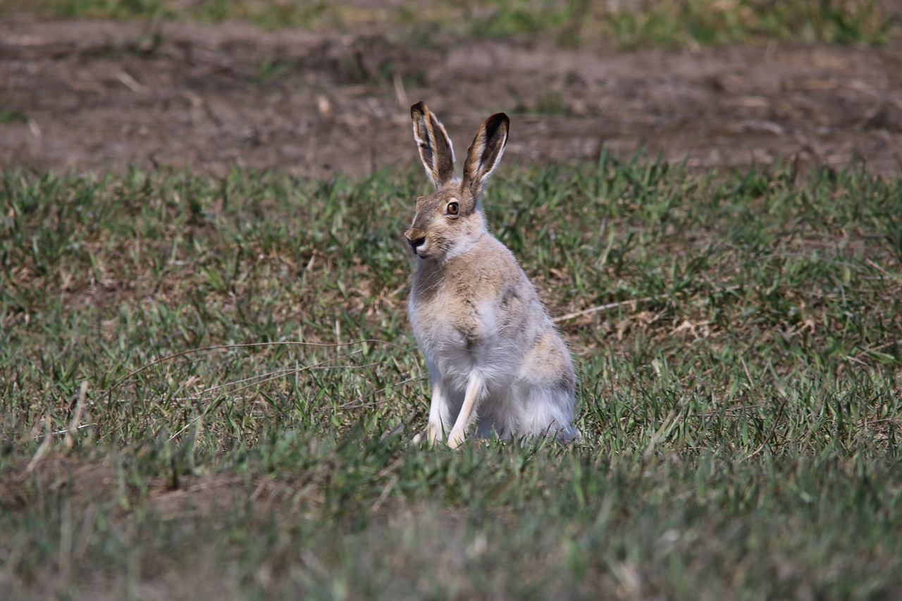 Image - jackrabbit hare wildlife animal