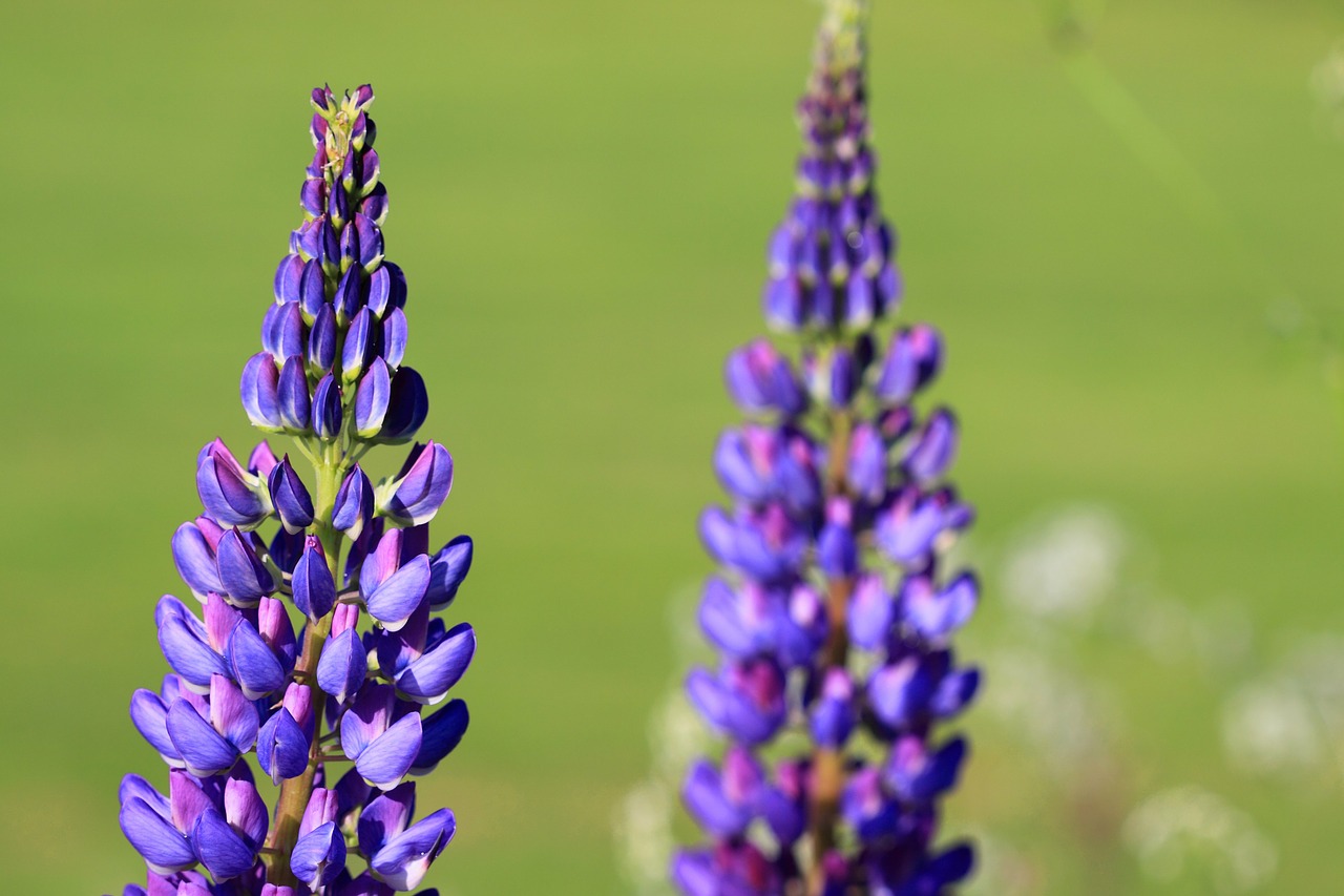 Image - beautiful bloom blossom blue