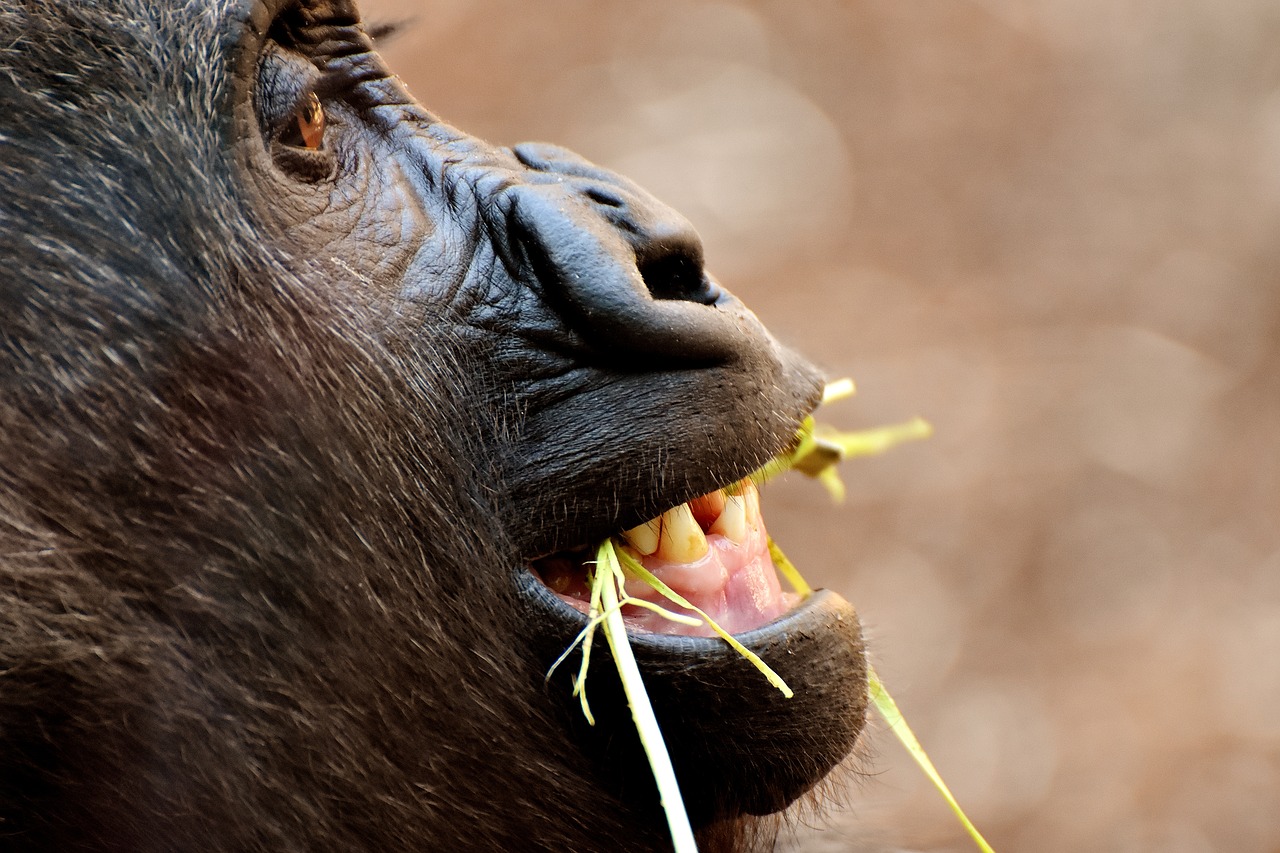 Image - gorilla monkey funny animal zoo