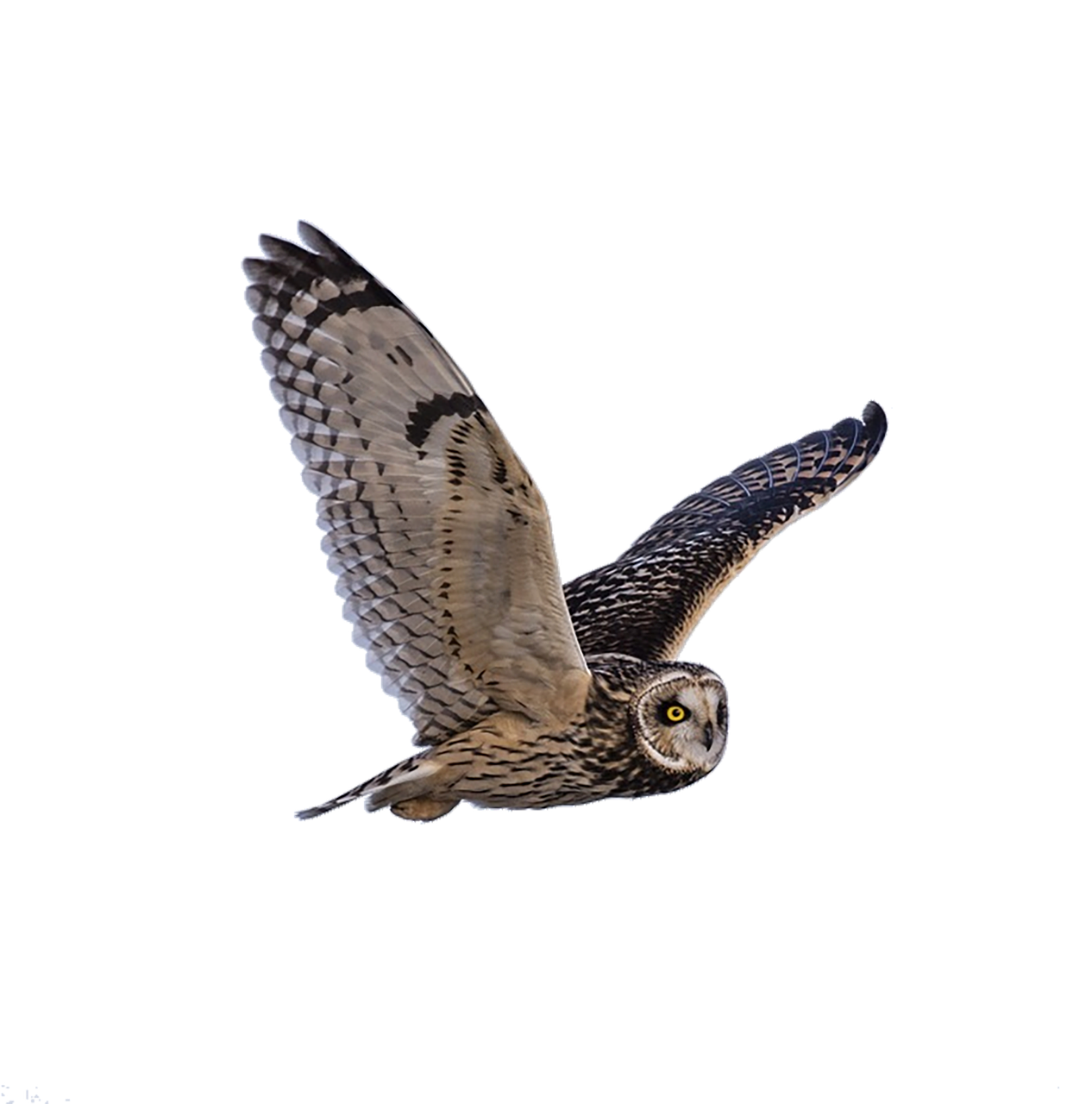 Image - owl predator flying animal