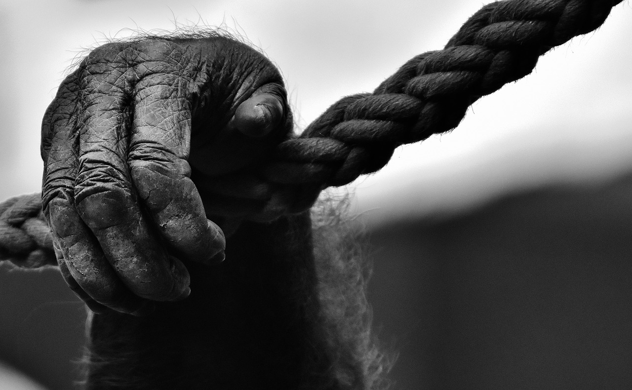 Image - hand monkey gorilla animal world