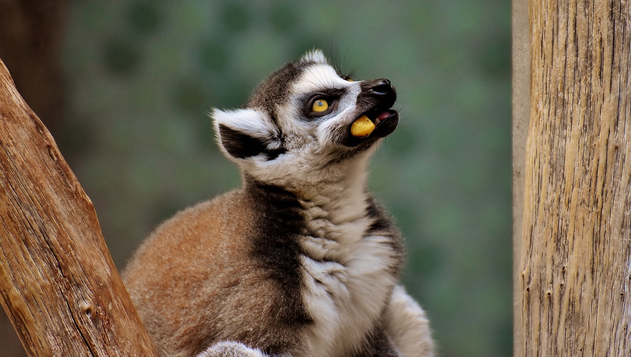 Image - monkey lemur cute eat zoo äffchen