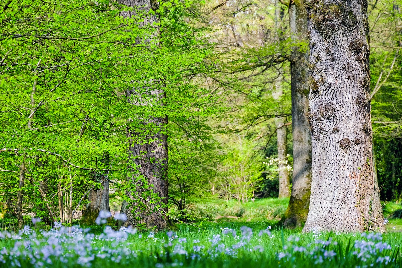 Image - forest trees ecology environment