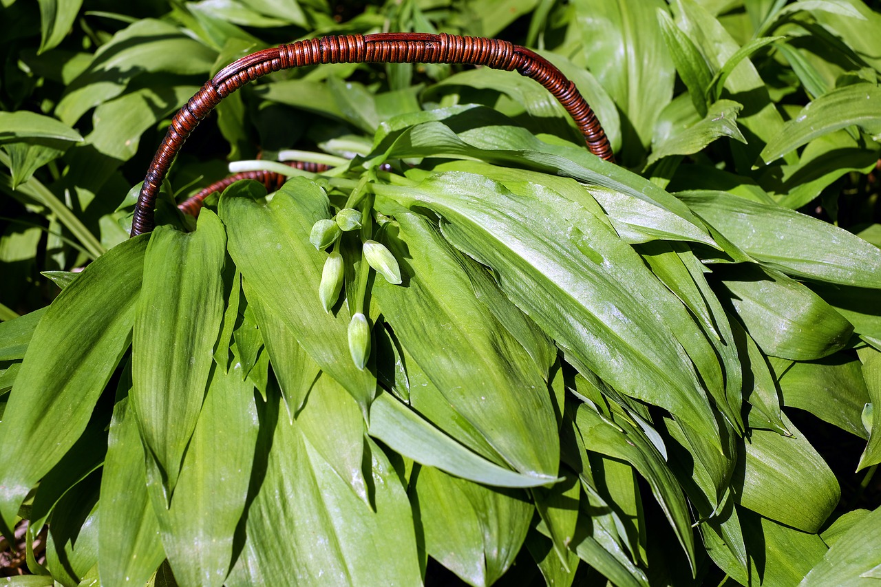 Image - bear s garlic leaves